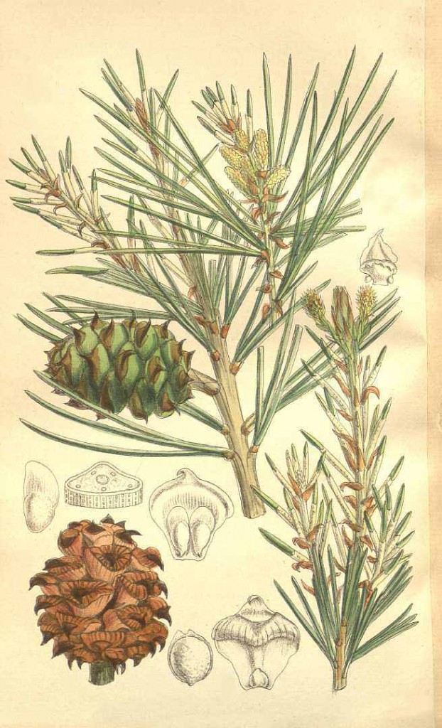 Сосна Бунге (Pinus Bungeana)