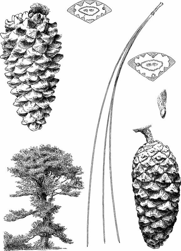 Сосна длиннохвойная (Pinus longifolia)