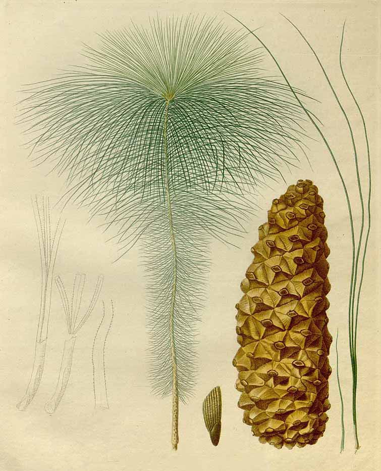 Сосна канарская (Pinus canariensis)