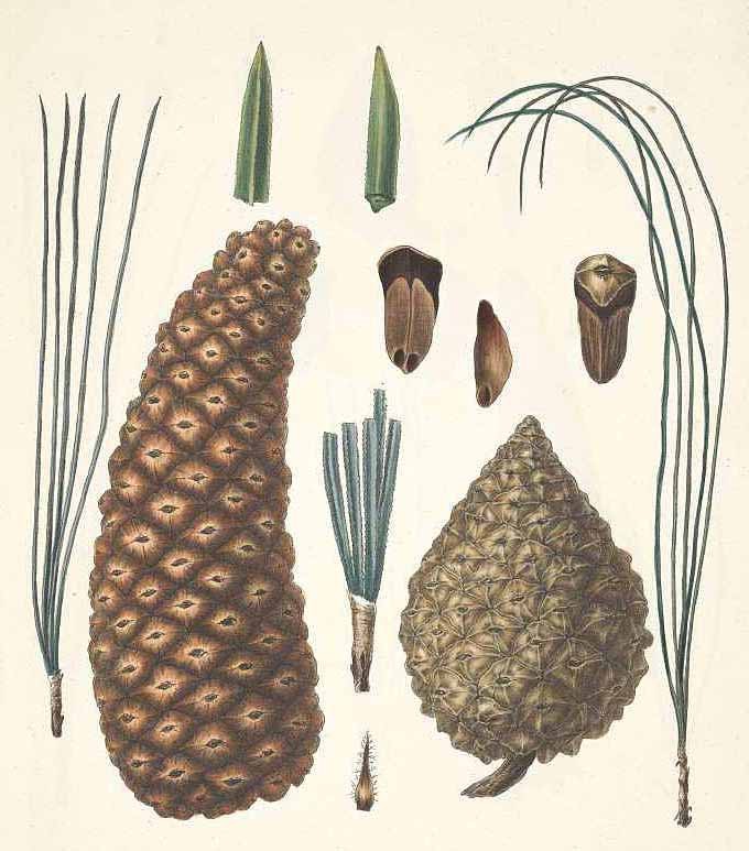 Сосна Монтезумы (Pinus Montezumae)