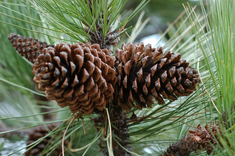 Сосна Гартвега (Pinus Hartwegii)