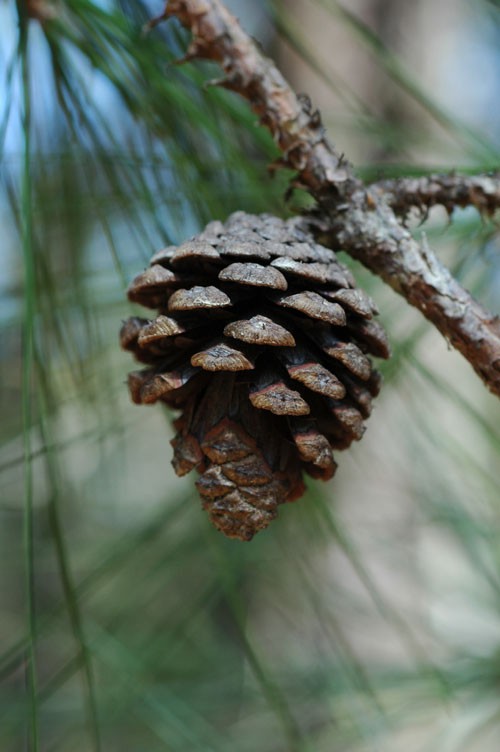 Сосна теокота (Pinus theocota)