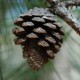 Сосна теокота (Pinus theocota)