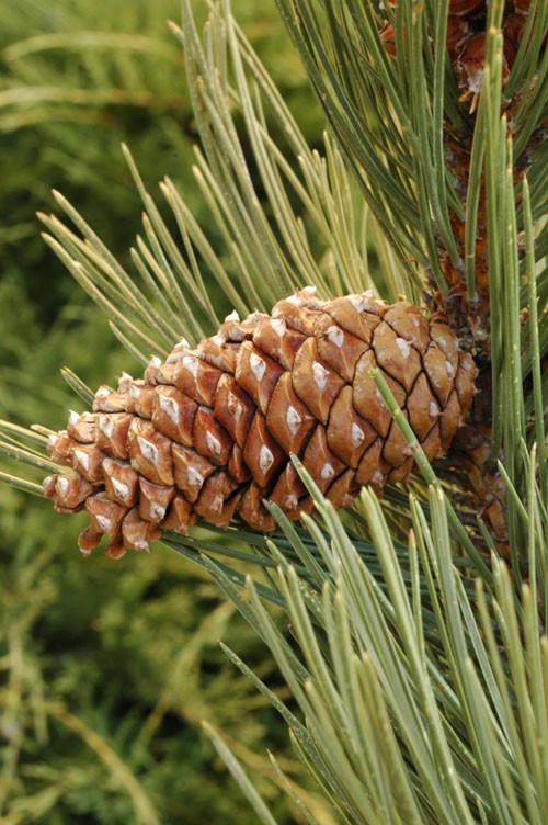 Сосна жёлтая горная (Pinus scopulorum)