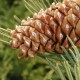 Сосна жёлтая горная (Pinus scopulorum)