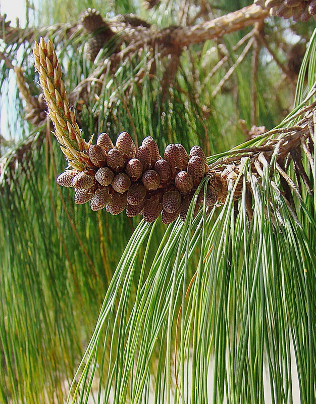 Сосна поникшая (Pinus patula)