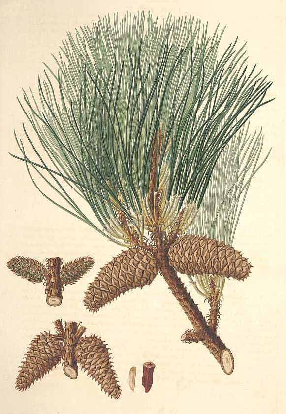 Сосна ладанная (Pinus taeda)