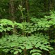 Аралия (Aralia)