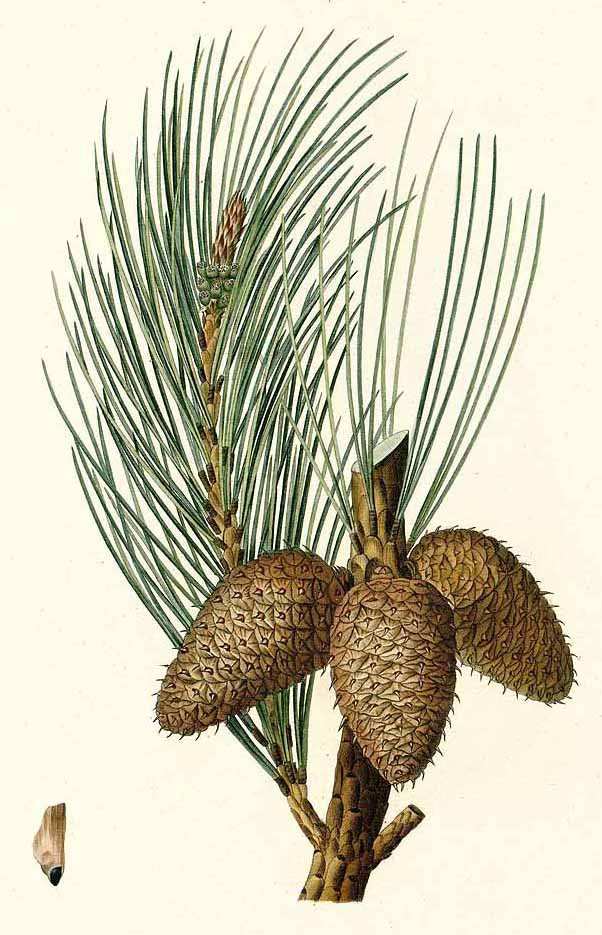 Сосна жёсткая (Pinus rigida)