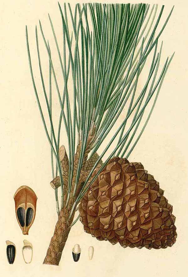 Сосна итальянская, пиния (Pinus pinea)