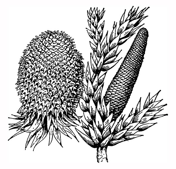 Араукария узколистная (Araucaria angustifolia): слева — мегастробил (шишка); справа — микростробил.