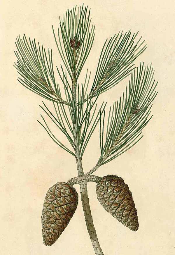 Сосна алеппская (Pinus halepensis)