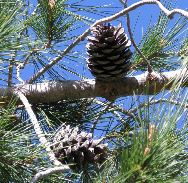 Сосна эльдарская (Pinus eldarica)