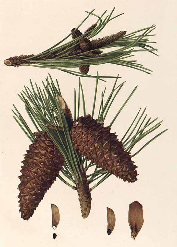 Сосна приморская (Pinus pinaster)