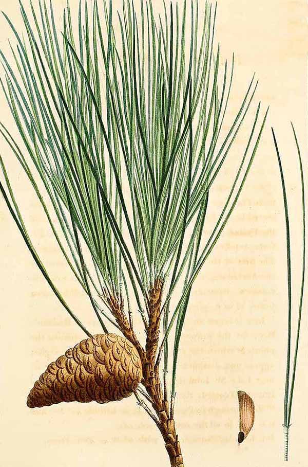 Сосна смолистая (Pinus resinosa)