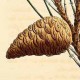 Сосна смолистая (Pinus resinosa)