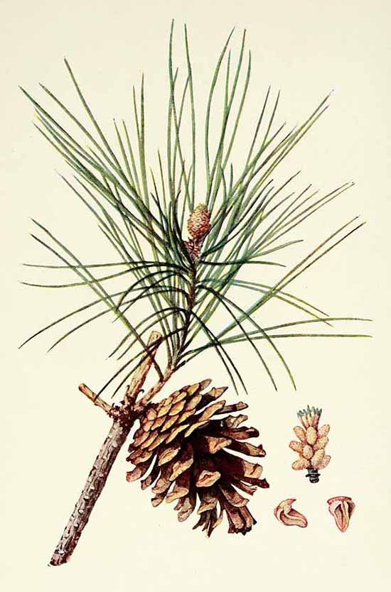 Сосна густоцветная (Pinus densiflora)