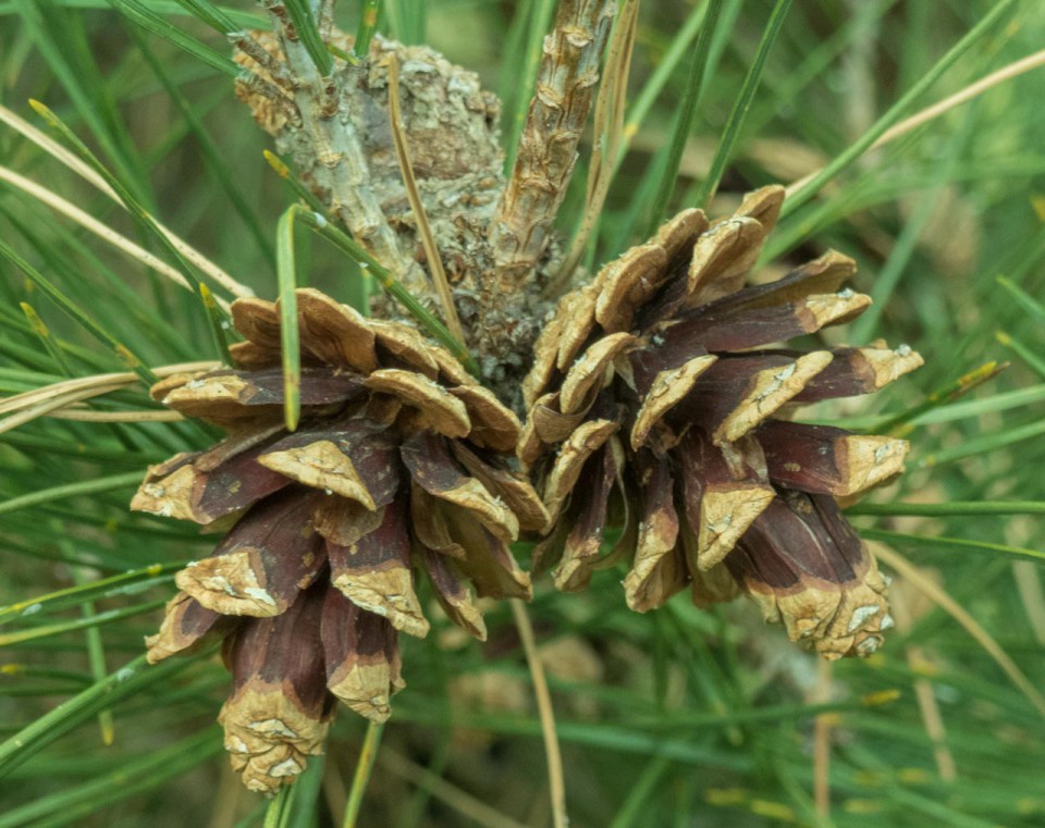 Сосна погребальная (Pinus funebris)