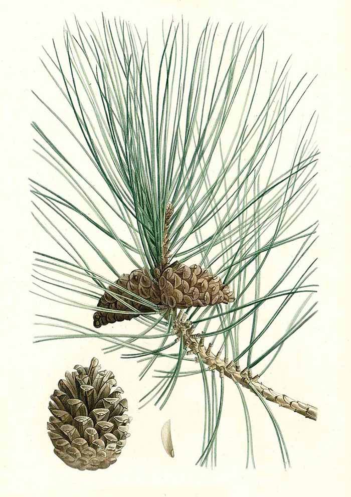 Сосна чёрная густоцветная (Pinus nigra)