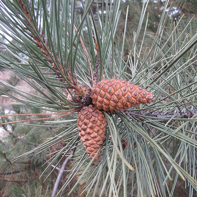 Сосна крымская (Pinus Pallasiana)