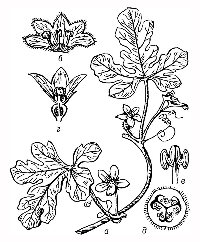 Колоцинт: а — часть цветущего побега; б — развёрнутый тычиночный цветок; в — две сросшиеся тычинки; г — продольный разрез пестичного цветка; д — поперечный разрез плода