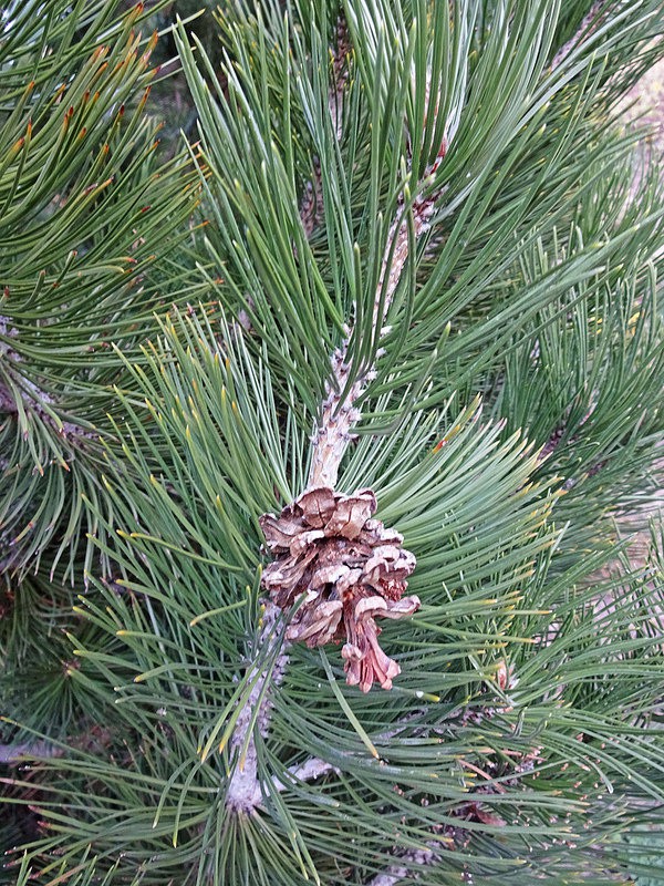 Сосна Гельдрейха (Pinus Heldreichii)