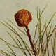 Болотный кипарис обыкновенный (Taxodium distichum)