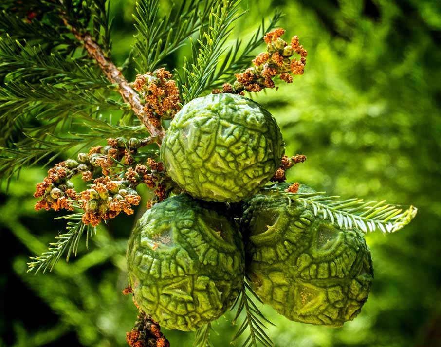 Болотный кипарис восходящий (Taxodium ascendens)