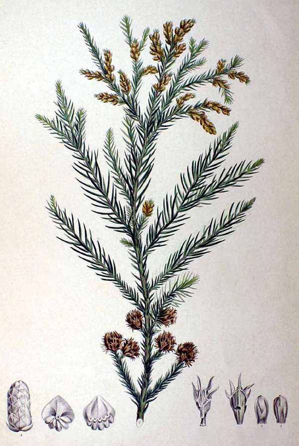 Японская криптомерия (Cryptomeria japonica)