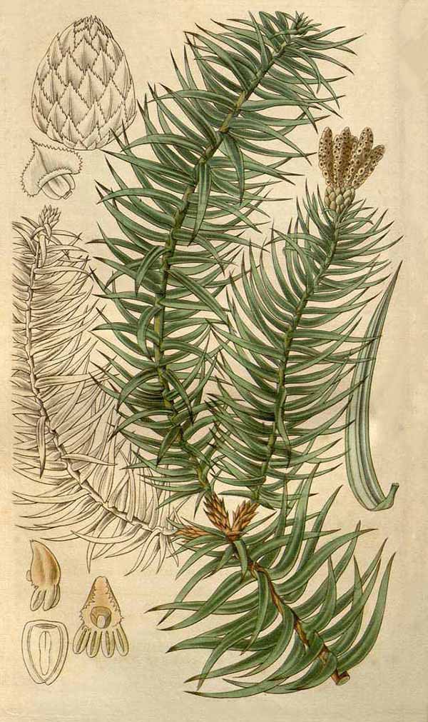 Куннингамия ланцетная (Cunninghamia lanceolata)