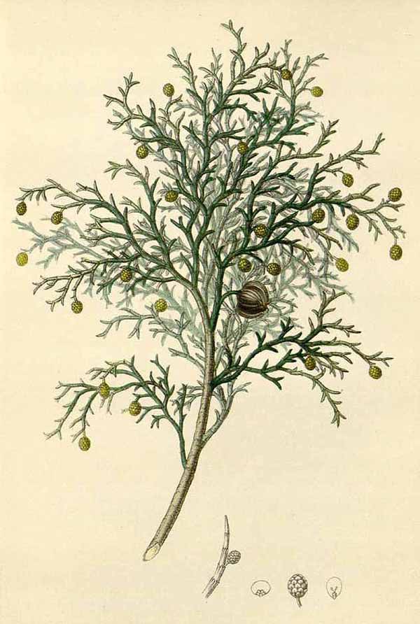 Туя западная (Thuja occidentalis)