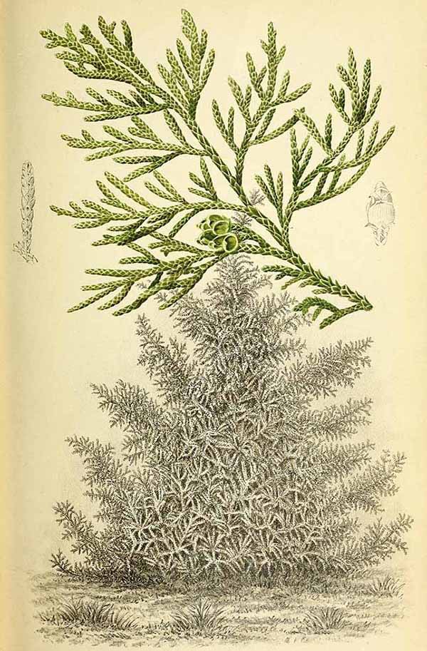 Туя Стэндиша или японская (Thuja Standishii)