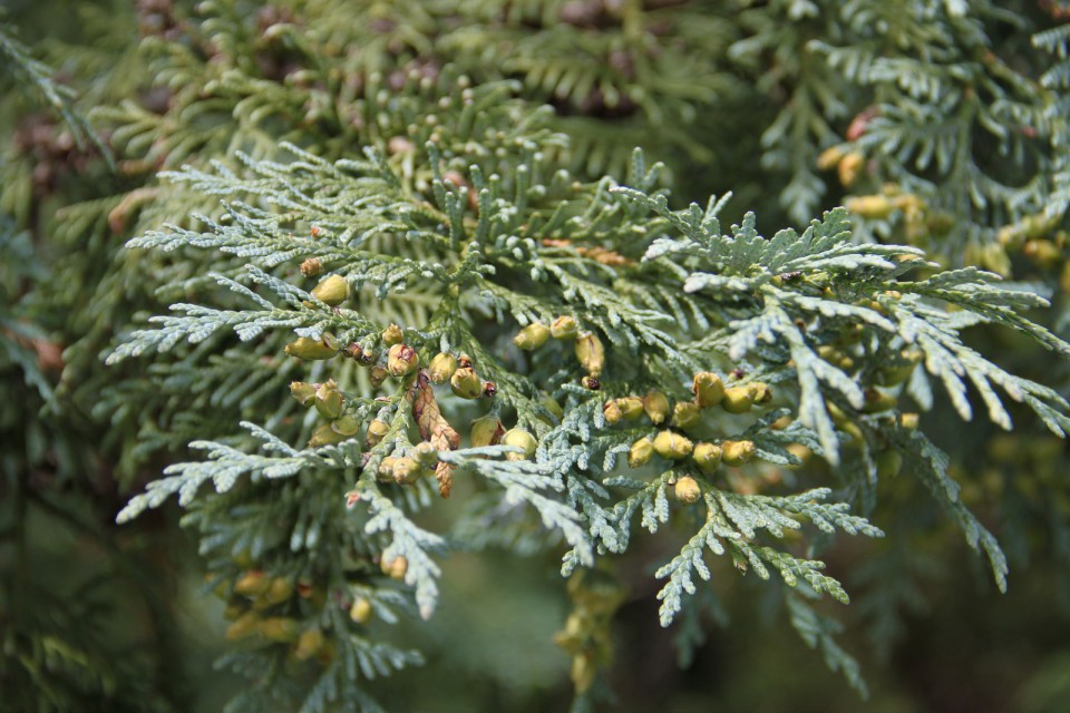 Туя корейская (Thuja koraiensis)