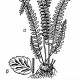 Асплениум, костенец (Asplenium)