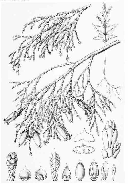 Речной кедр сбежистый или калифорнийский (Libocedrus decurrens)