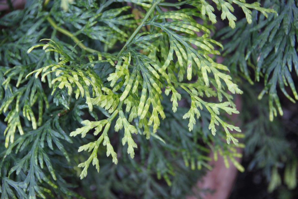 Речной кедр крупночешуйчатый или китайский (Libocedrus macrolepis)