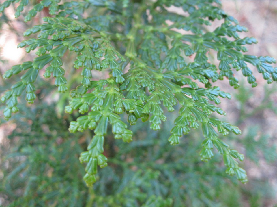 Речной кедр формозский (Libocedrus formosana)