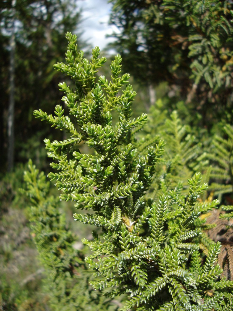 Речной кедр четырёхгранный (Libocedrus uvifera)