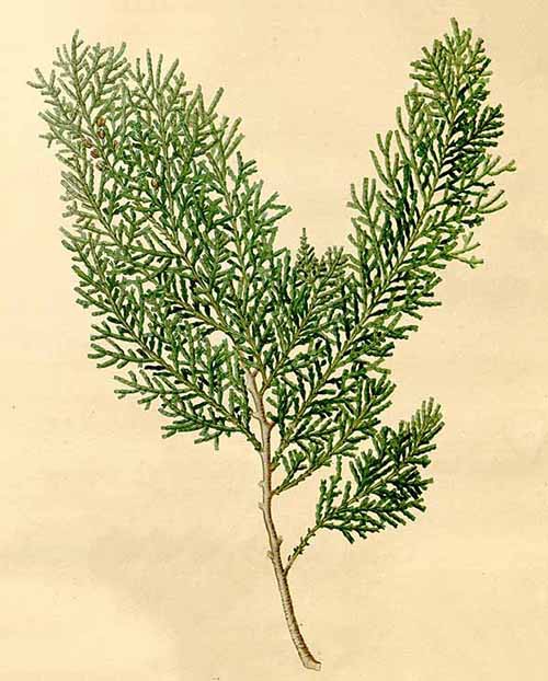 Речной кедр чилийский (Libocedrus chilensis)