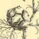 Кипарис надутый или гималайский (Cupress torulosa)