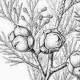 Кипарис Макнаба (Cupressus Macnabiana)