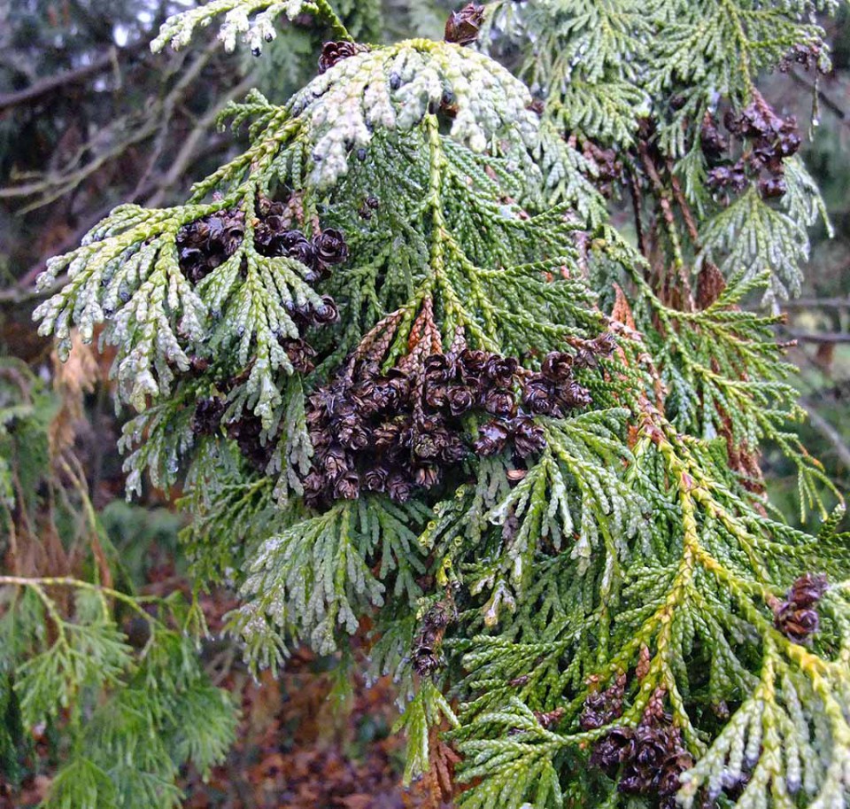 Кипарис плакучий (Cupressus funebris)