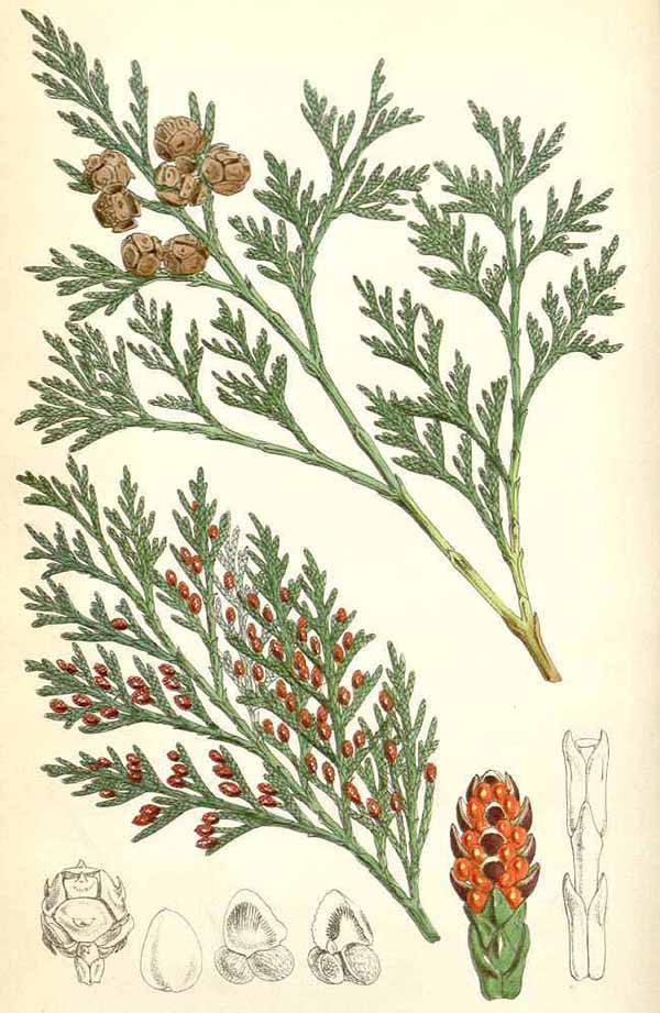 Кипарисовик Лавсона (Chamaecyparis Lawsoniana)