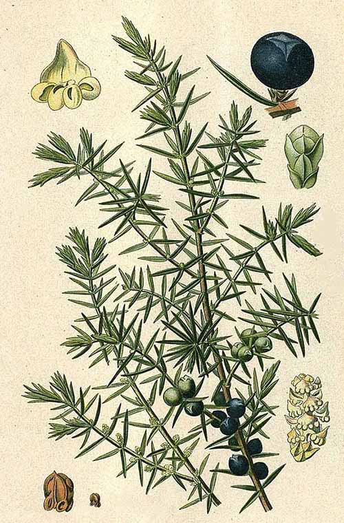 Можжевельник обыкновенный (Juniperus communis)