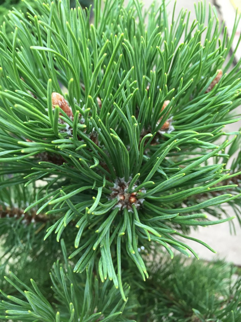 Можжевельник карликовый (Juniperus pygmaea)