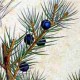 Можжевельник твёрдый (Juniperus rigida)