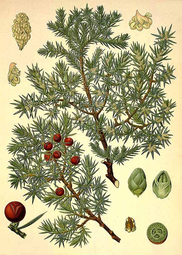 Можжевельник красный (Juniperus oxycedrus)