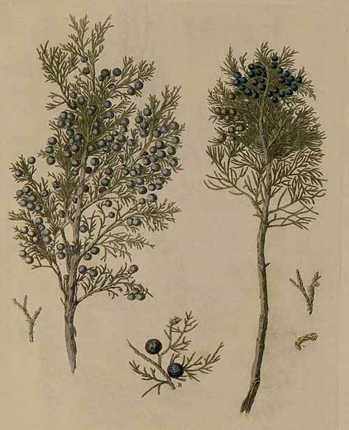 Можжевельник ложноказацкий (Juniperus pseudosabina)