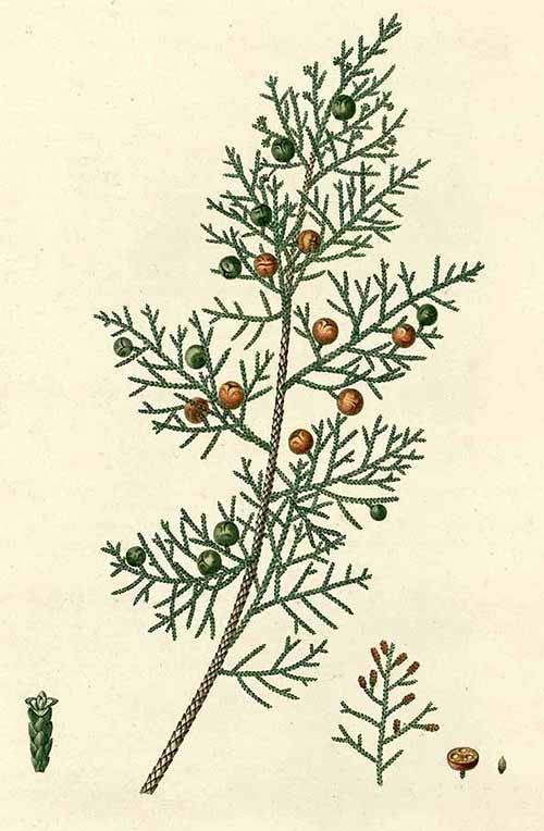 Можжевельник красноплодный (Juniperus phoenicea)