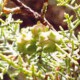 Можжевельник толстокорый (Juniperus pachyphloea)